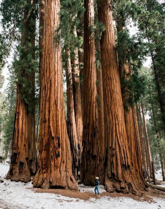 Sequoia Holiday home Visalia
