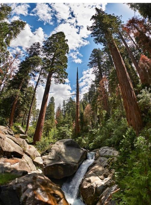 Sequoia *