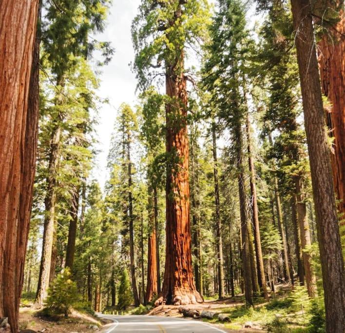 Sequoia *