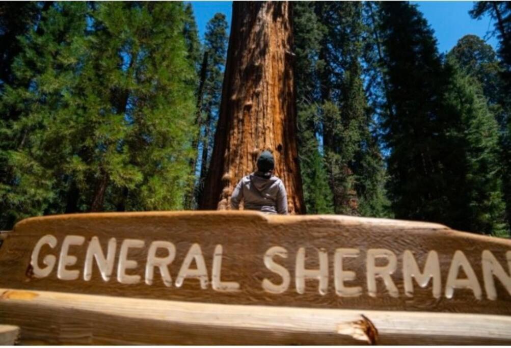 Sequoia *