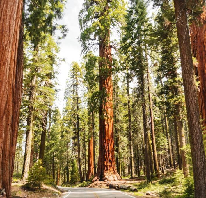 Sequoia Holiday home *